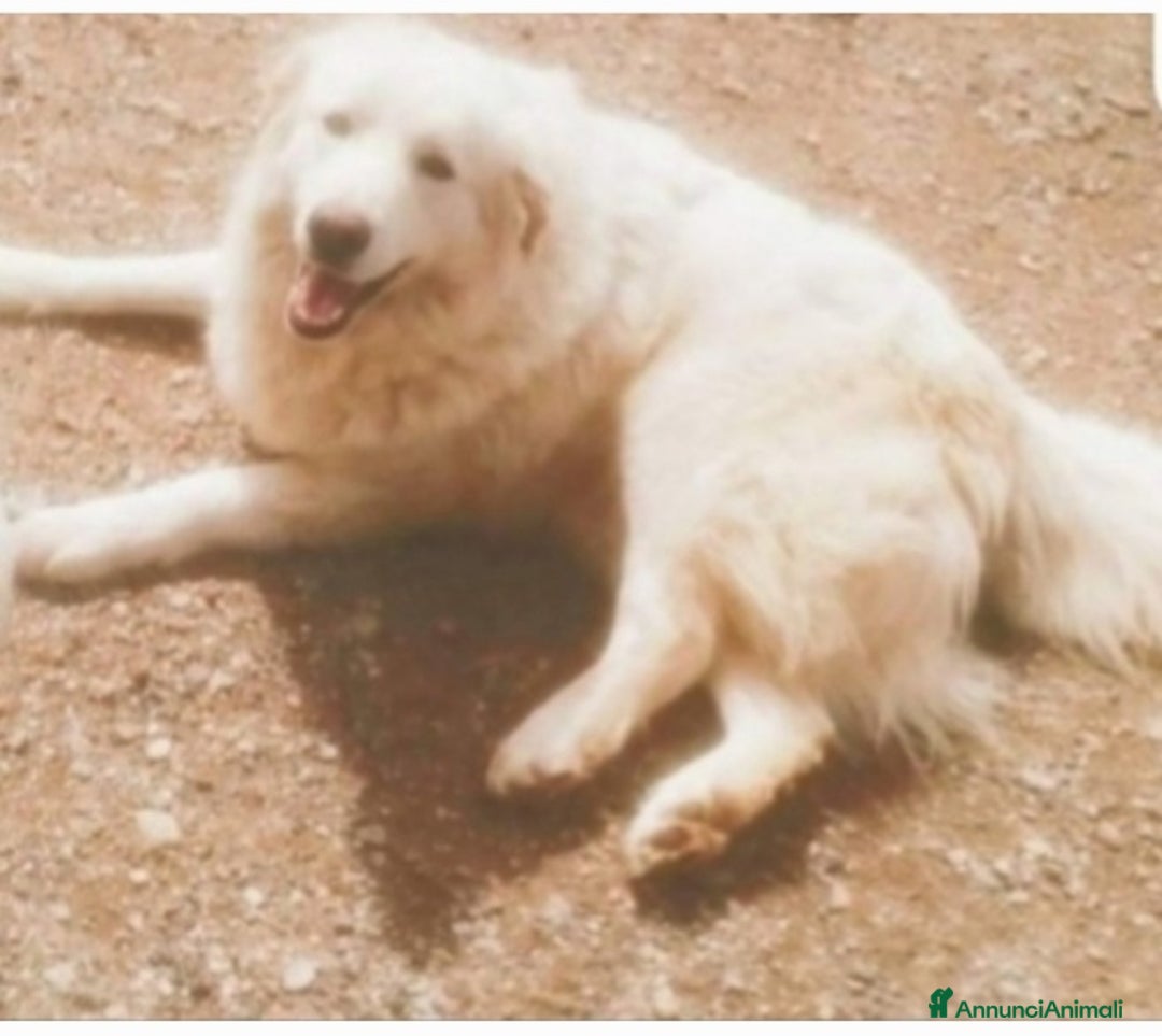 Pastore Maremmano cani in regalo: Maremmano giovane vive in piccolo spazio.CALABRIA a Città metropolitana di Milano - Annuncio 2