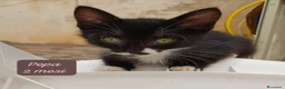 Europeo gatti in regalo: Urgenti famiglie x questi gattini  a Provincia di Monza e della Brianza - Annuncio 8