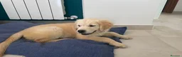 Golden Retriever cani in vendita: Golden retriver 100% linea inglese  - Annuncio 5