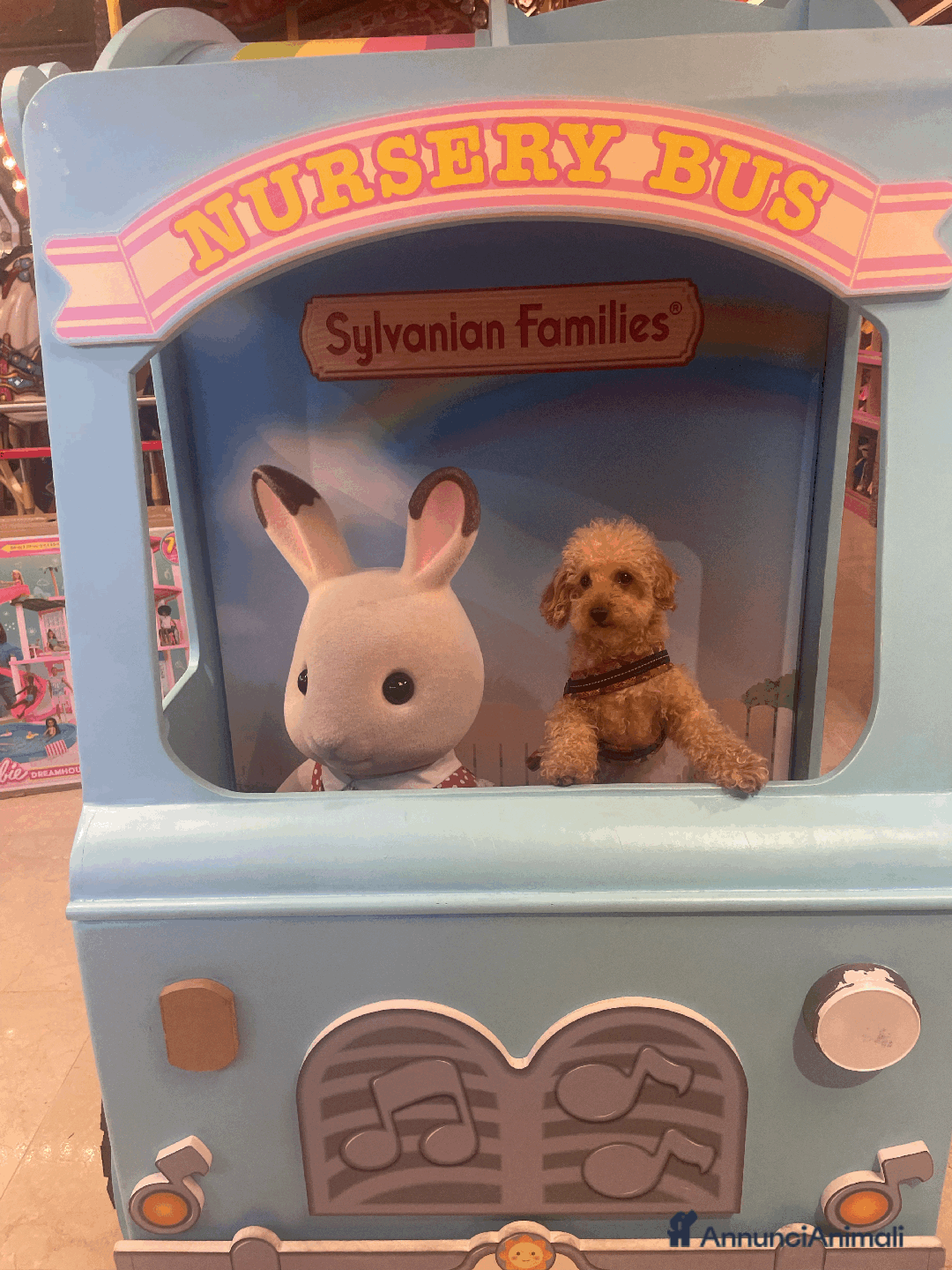 Barboncino Toy cani per accoppiamento: Barboncino toy maschio disponibile per monta  - Annuncio 3