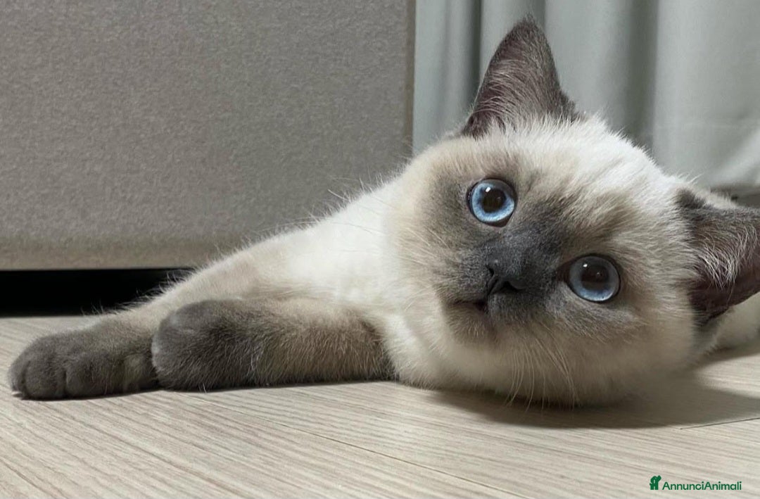 British gatti in vendita: Cuccioli di british  - Annuncio 6