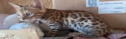 Bengala gatti in vendita: Bengala cuccioli con pedegree a Provincia di Como - Annuncio 7
