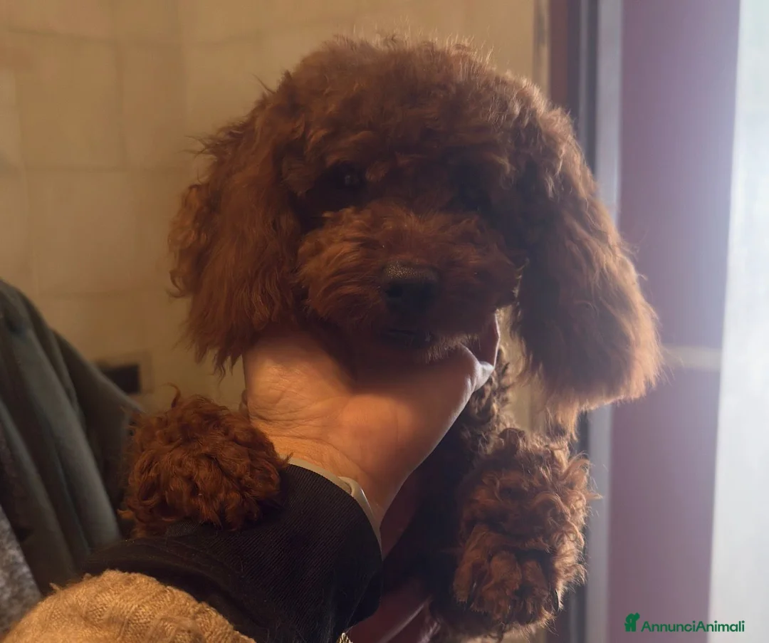 Barboncino cani in vendita: Barboncino nano piccolo red brown  - Annuncio 1