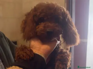 Barboncino cani Barboncino nano piccolo red brown - Annuncio 3