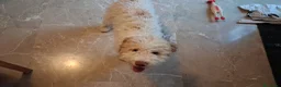 Lagotto cani in vendita: Cucciolo lagotto maschio a Città Metropolitana di Bologna - Annuncio 3