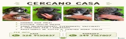 Meticcio cani in regalo: Cucciolo taglia medio piccola - Annuncio 10