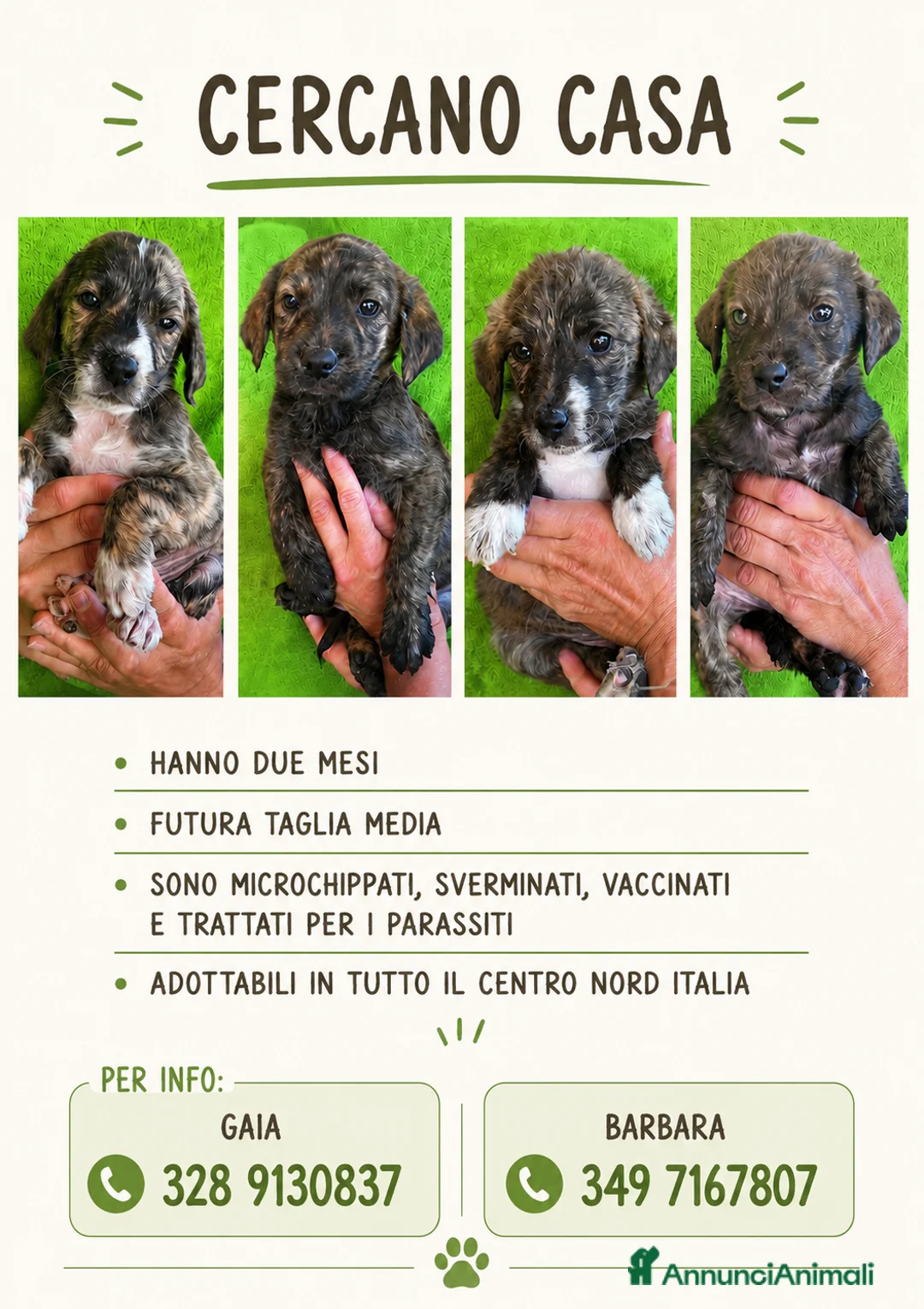 Meticcio cani in regalo: Cucciolo taglia medio piccola - Annuncio 10
