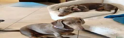 Bassotto cani in vendita: Bassotti isabella  - Annuncio 6