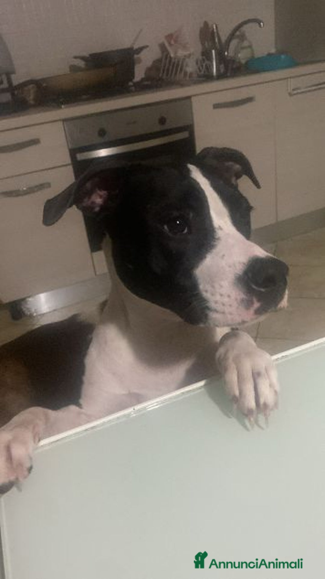 Pitbull cani in regalo: GUNDO e la gioia di vivere! - Annuncio 1