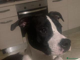 Pitbull cani GUNDO e la gioia di vivere! - Annuncio 16