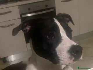 Pitbull cani GUNDO e la gioia di vivere! - Annuncio 20