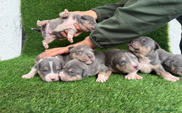 Pitbull cani American Pitbull terrier  - Annuncio 4