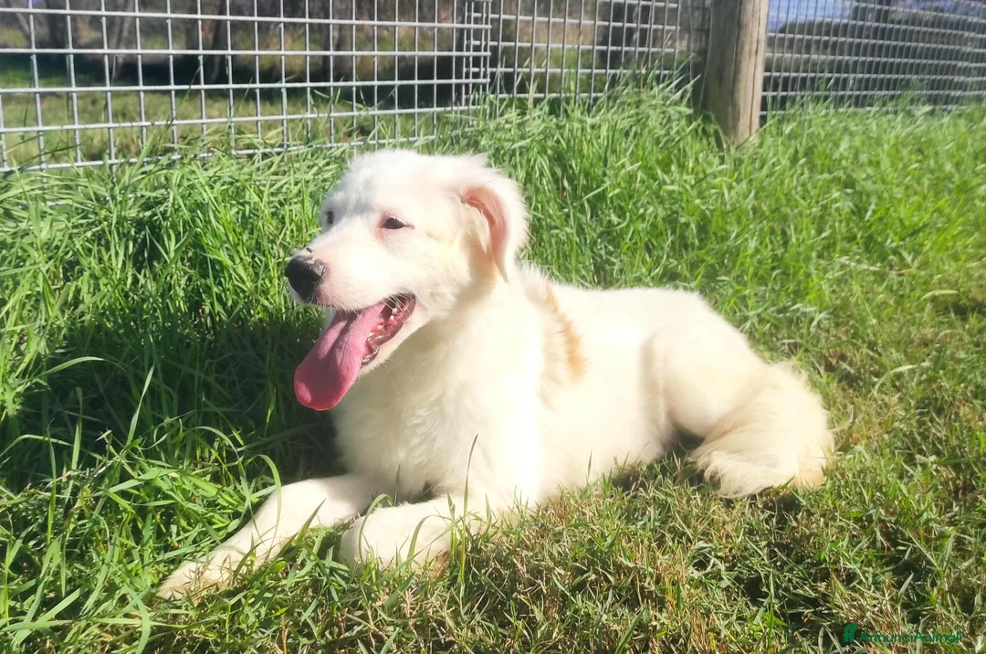 Meticcio cani in regalo: Katerina cucciolona bianca come la neve tg media a Provincia di Latina - Annuncio 5