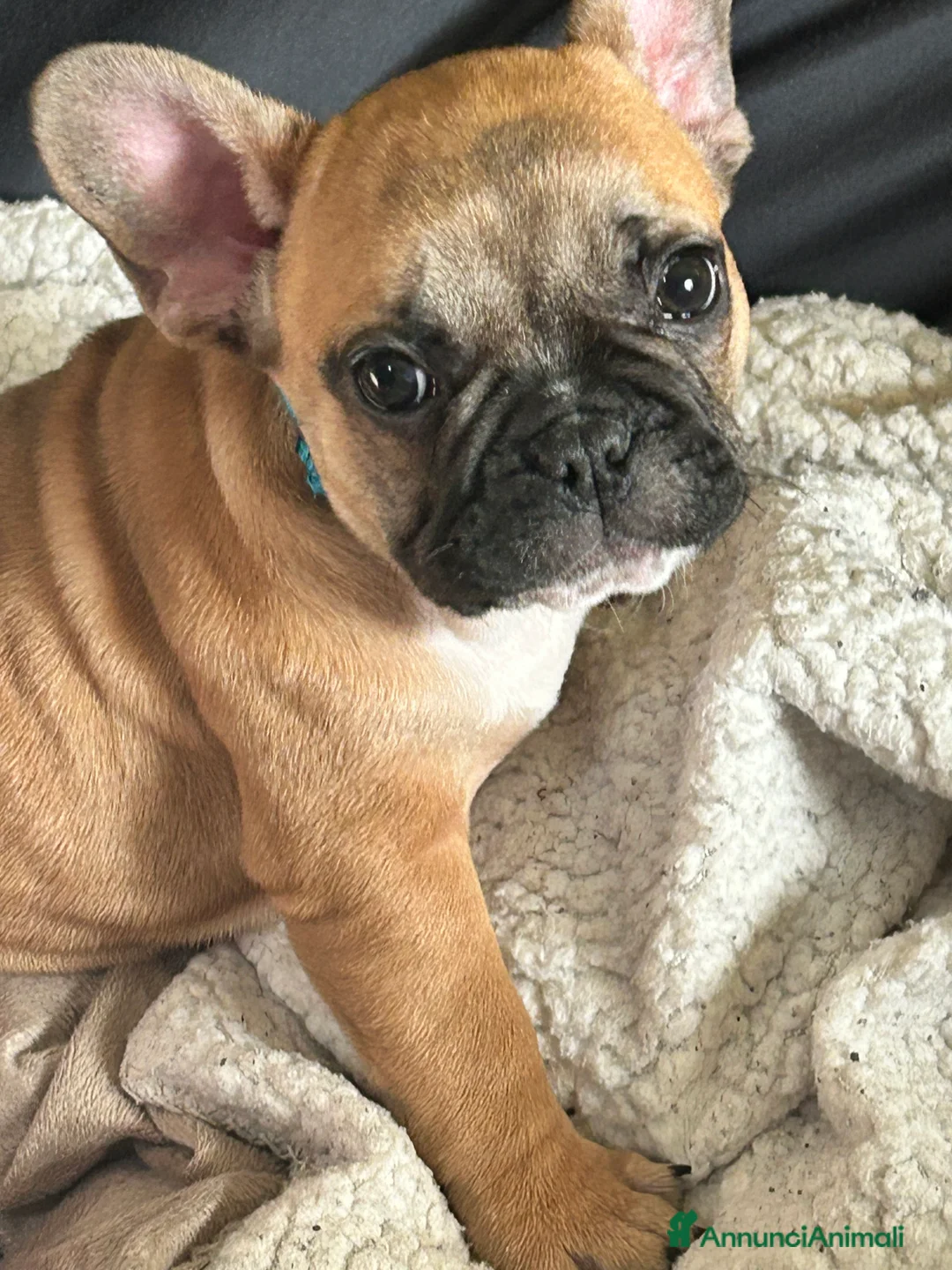 Bulldog Francese cani in vendita: Bulldog francese - Annuncio 3