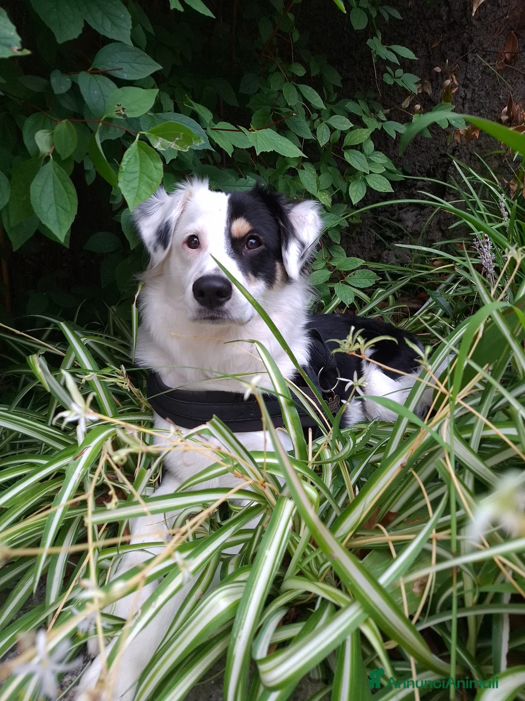 Meticcio cani per accoppiamento: Zack  a Città Metropolitana di Genova - Annuncio 1