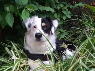 Meticcio cani Zack - Annuncio 19