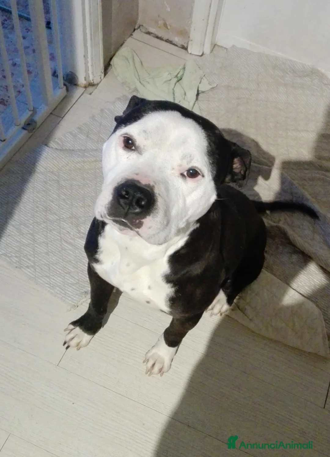 Cane Corso cani in regalo: Grandi ma bellissimi  - Annuncio 1