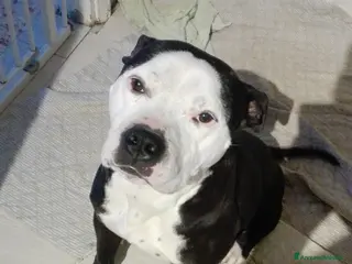 Cane Corso cani Grandi ma bellissimi - Annuncio 5