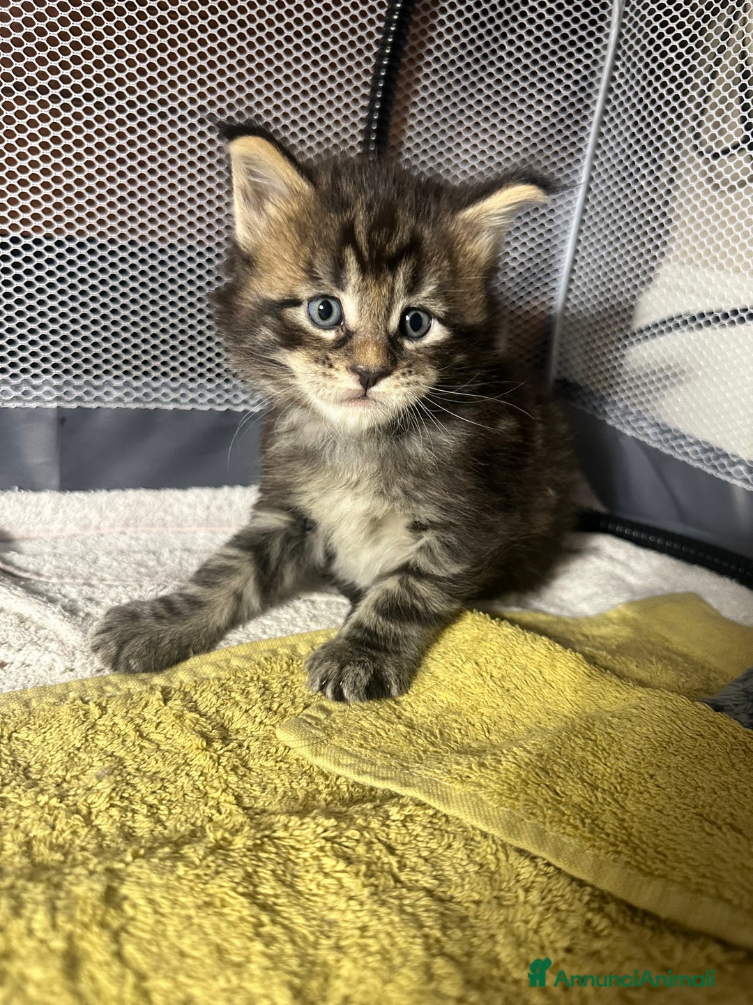 Maine Coon gatti in vendita: Cuccioli Maine Coon disponibili alla prenotazione - Annuncio 6