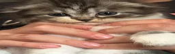 British gatti in vendita: Cuccioli Scottish - Annuncio 10