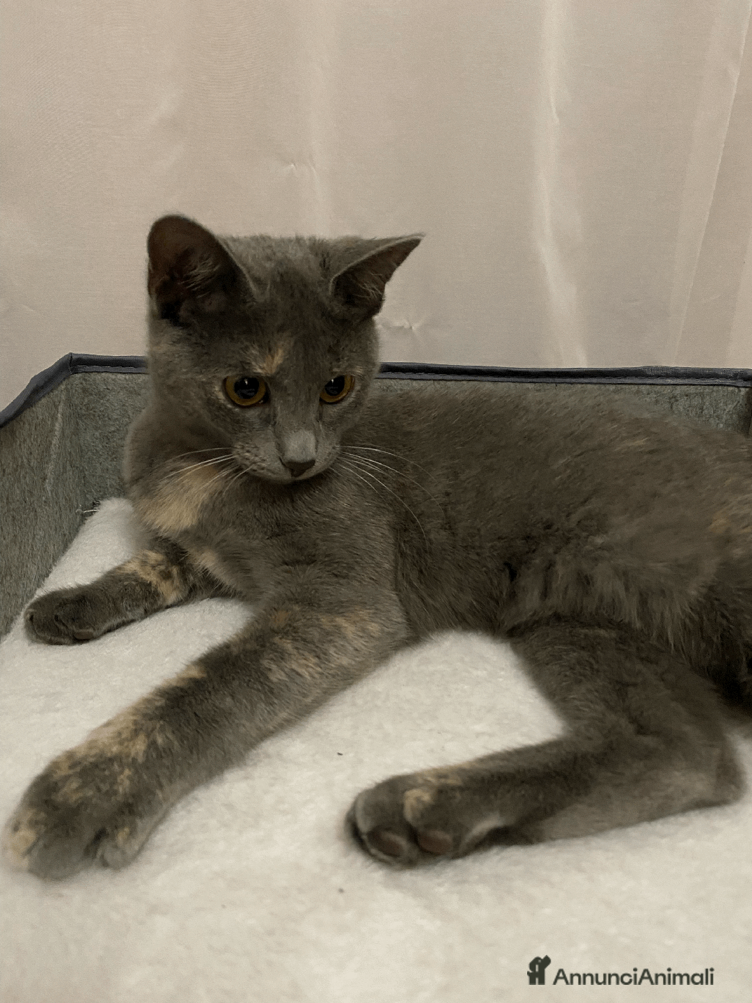 Europeo gatti in regalo: Gattina in adozione - Annuncio 3
