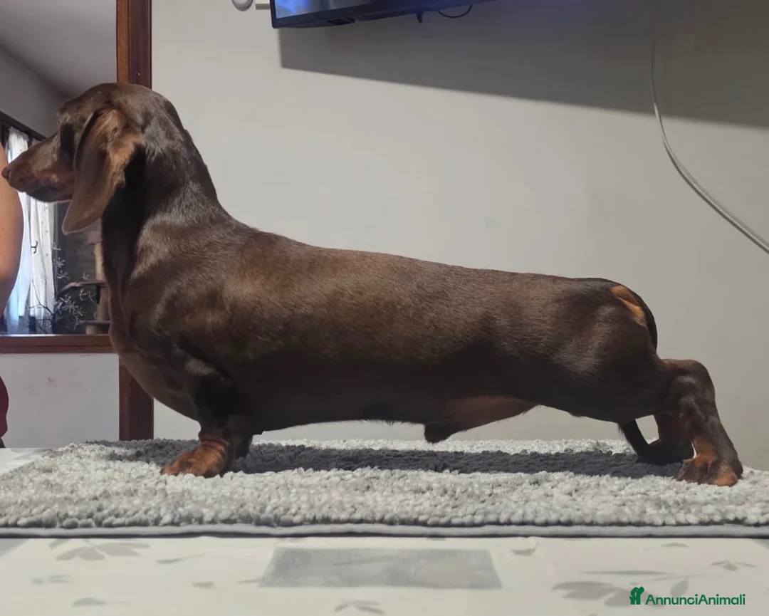 Bassotto Nano cani per accoppiamento: Bassotto nano per accoppiamento  - Annuncio 5