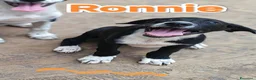 Meticcio cani in regalo: Ronnie❤️❤️❤️❤️ a Provincia di Brescia - Annuncio 5