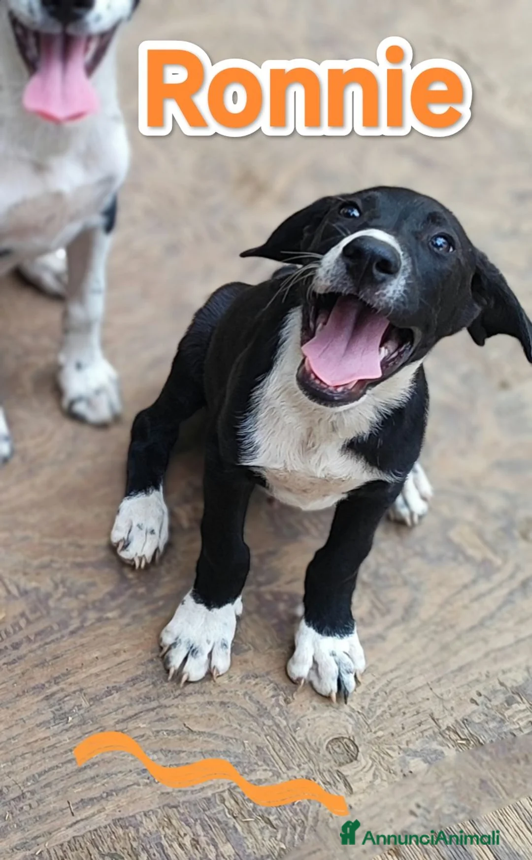 Meticcio cani in regalo: Ronnie❤️❤️❤️❤️ a Provincia di Brescia - Annuncio 5