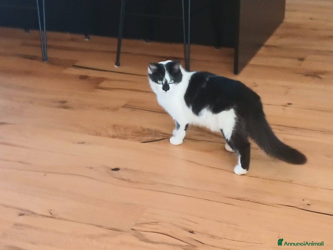 Meticcio gatti in regalo: Cleo gattina smorfiosa - Annuncio 6