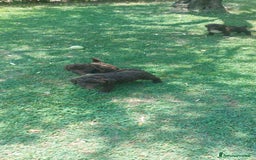 Lagotto cani in vendita: Lagotto romagnolo  a Provincia dell'Aquila - Immagine 6