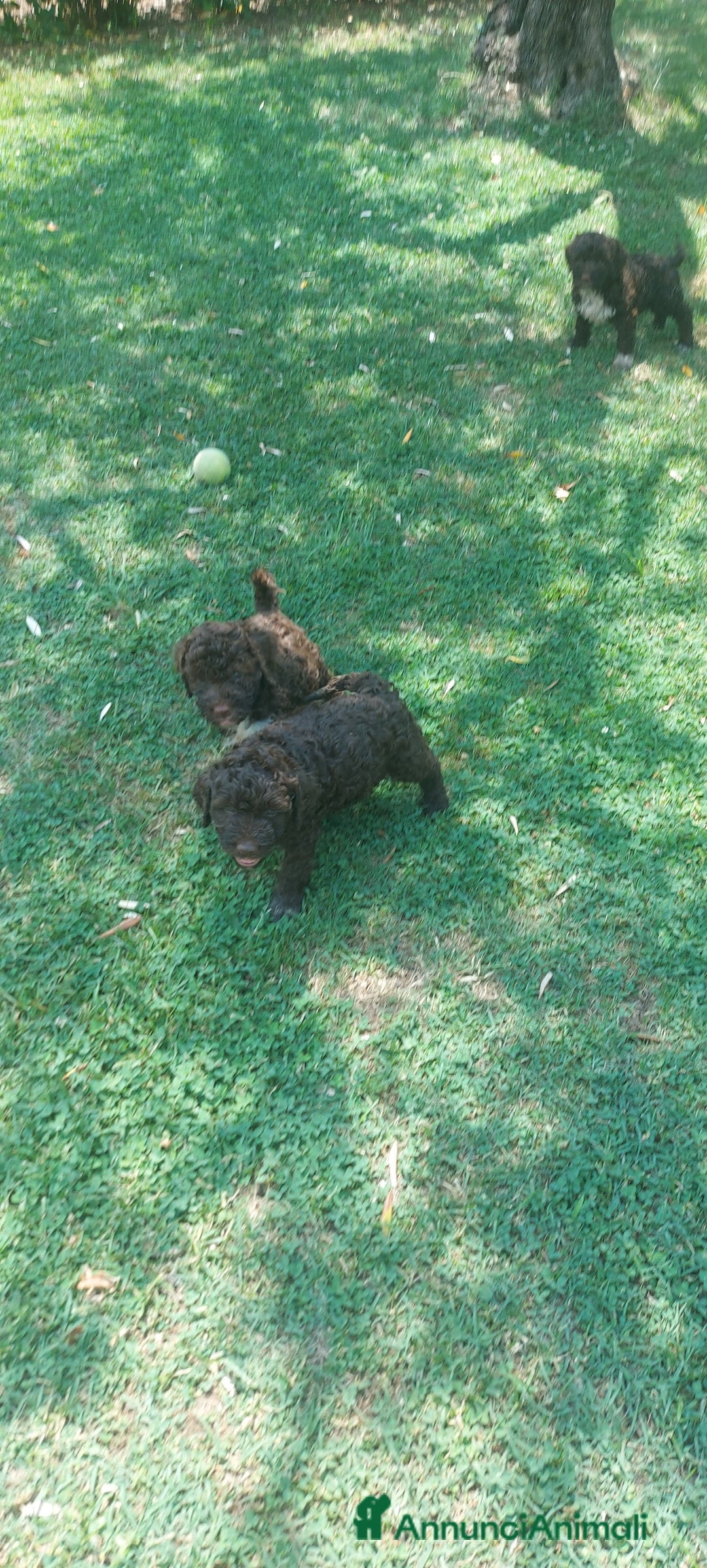Lagotto cani in vendita: Lagotto romagnolo  a Provincia dell'Aquila - Immagine 6