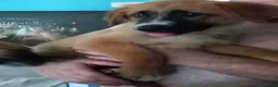 Meticcio cani in regalo: CUCCIOLI - Annuncio 5