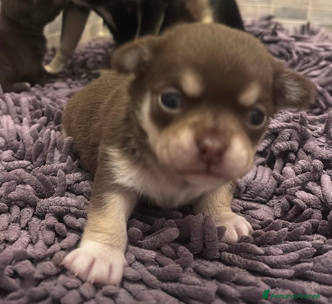 Chihuahua cani in vendita: Chihuahua, 1 maschio e 1 femmina - Annuncio 5