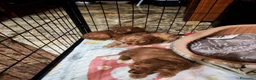 Barboncino cani in vendita: Barboncino nano - Annuncio 4
