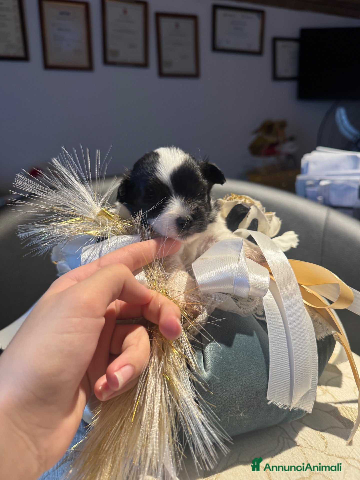 Maltese cani Dolcissimi cuccioli di maltese super affettuoso   - Annuncio 4