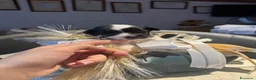 Maltese cani in vendita: Dolcissimi cuccioli di maltese super affettuoso   - Annuncio 1