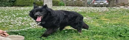 Meticcio cani in regalo: NONNO NOE' HA BISOGNO DI VOI, ADOZIONE A DISTANZA - Annuncio 3