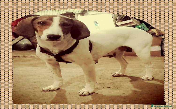 Segugio Maremmano cani - Annuncio 1