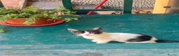 Europeo gatti in regalo: Milly e Molly cercano casa! - Annuncio 3