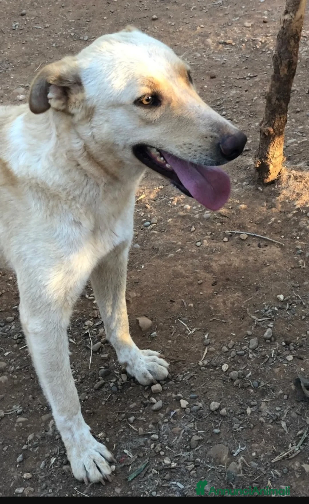 Meticcio cani in regalo: Zaira mix Pastore Ted.splendida,in canile.CALABRIA a Città metropolitana di Milano - Annuncio 2