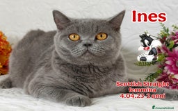 Scottish gatti in vendita: Scottish Fold/Straight  e British  a Città Metropolitana di Torino - Immagine 6
