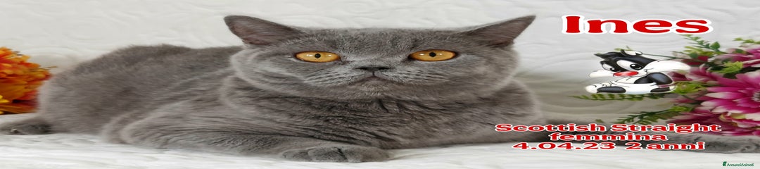 Scottish Gattino 6