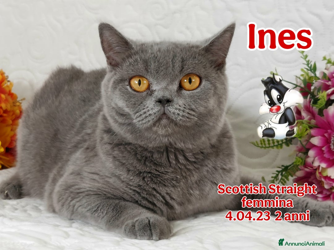 Scottish gatti in vendita: Scottish Fold/Straight  e British  a Città Metropolitana di Torino - Immagine 6