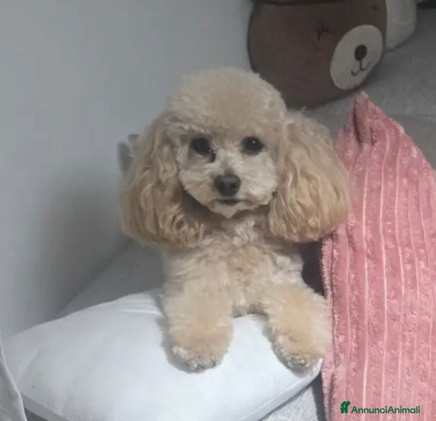 Barboncino Toy cani TOTO' - Annuncio 19