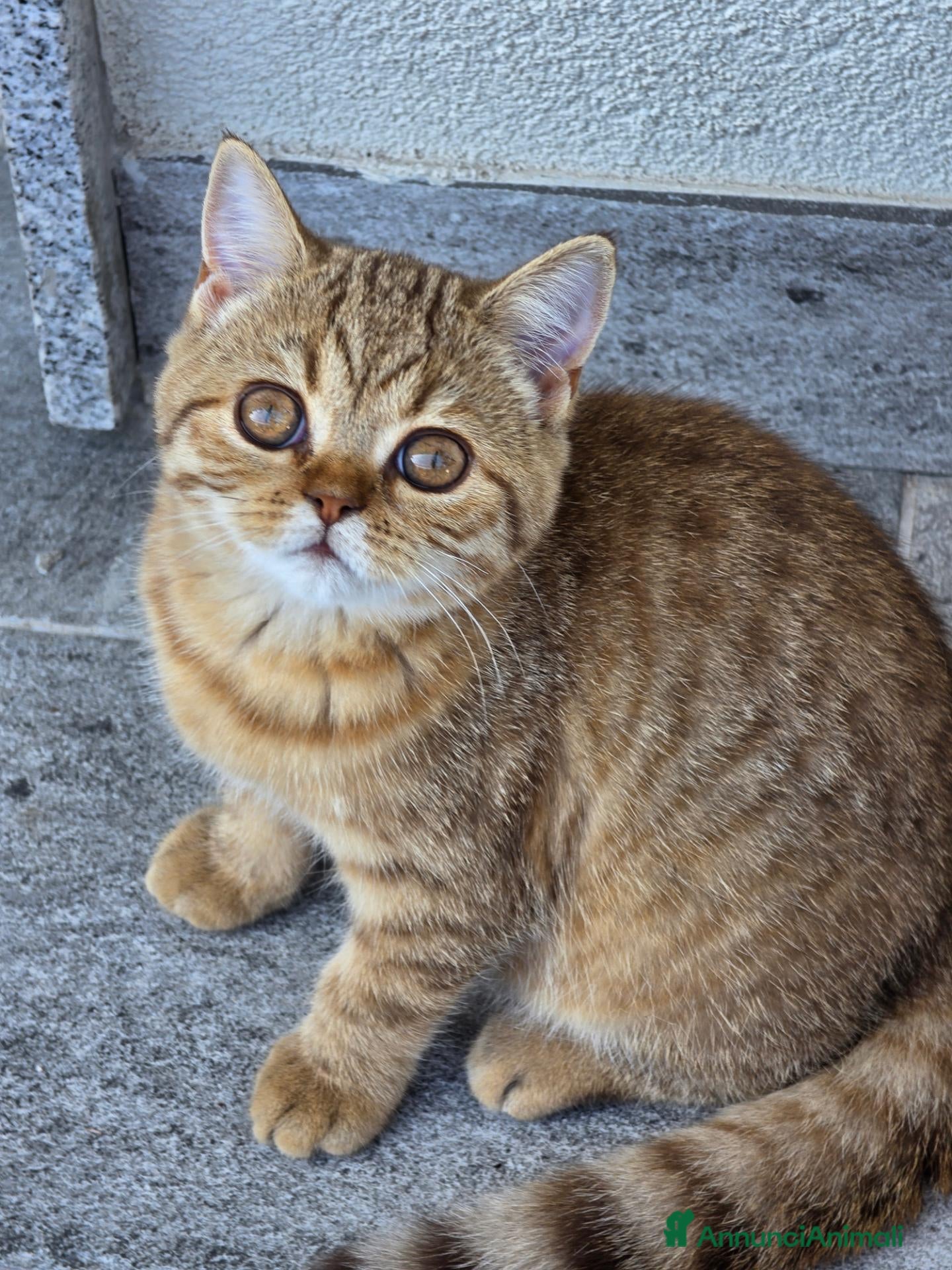 British gatti Scottish Straight con Pedigree  - Annuncio 6