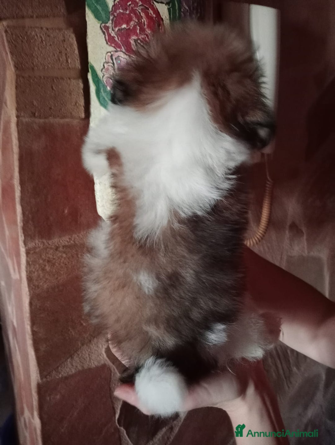 Shih Tzu cani in vendita: Cuccioli di shih Tzu  - Annuncio 3