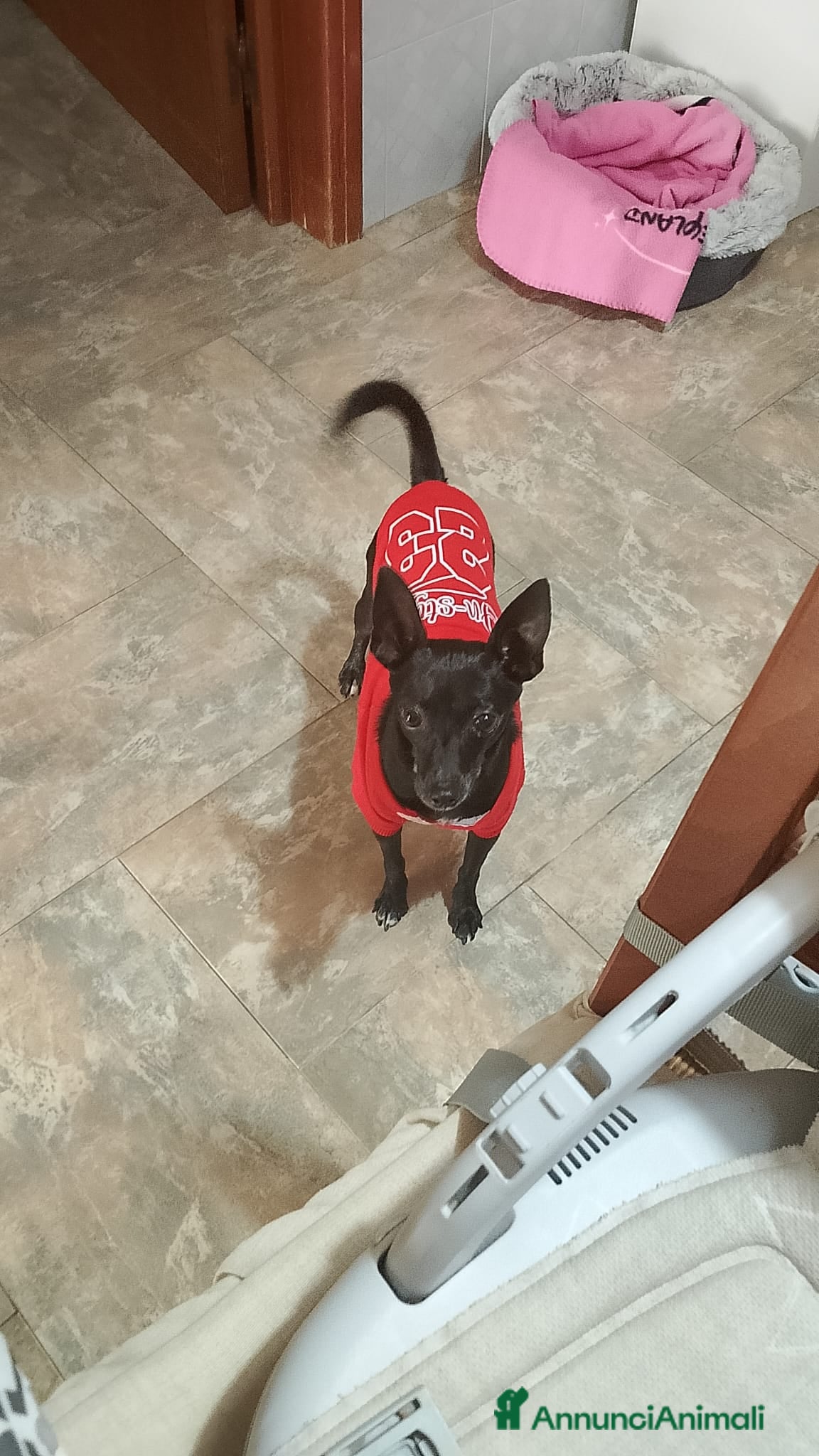 Pinscher Miniatura cani Kikko pinscher affettuoso - Annuncio 1