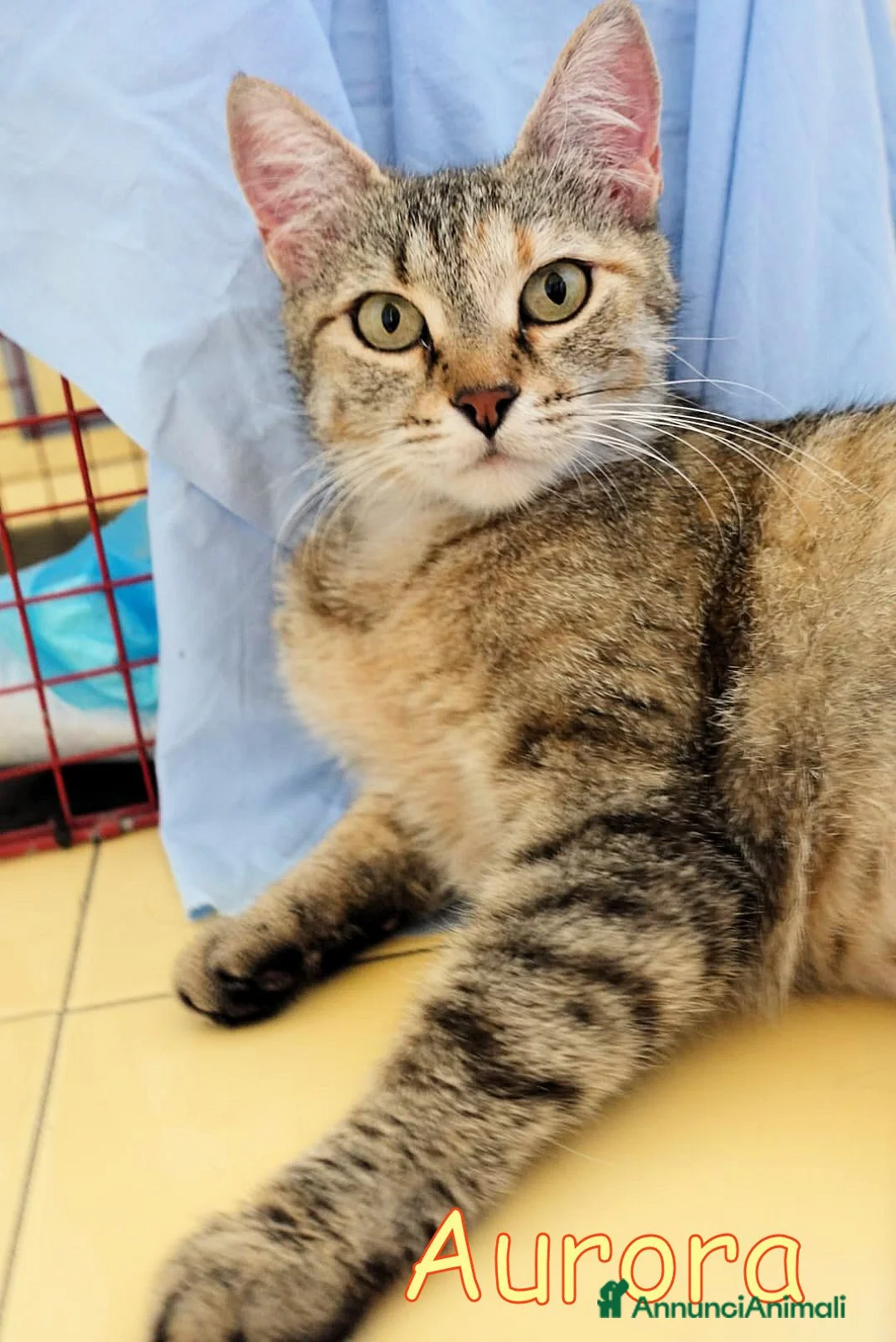 Europeo gatti in regalo: Aurora  è  una gattina dolce e affettuosa - Annuncio 2
