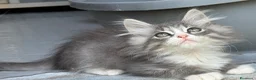 Siberiano gatti in vendita: cucciolo di gatto siberiano ipoallergico  - Annuncio 13