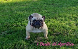 Bulldog Francese cani in vendita: BULLDOG FRANCESE  a Provincia di Latina - Immagine 4